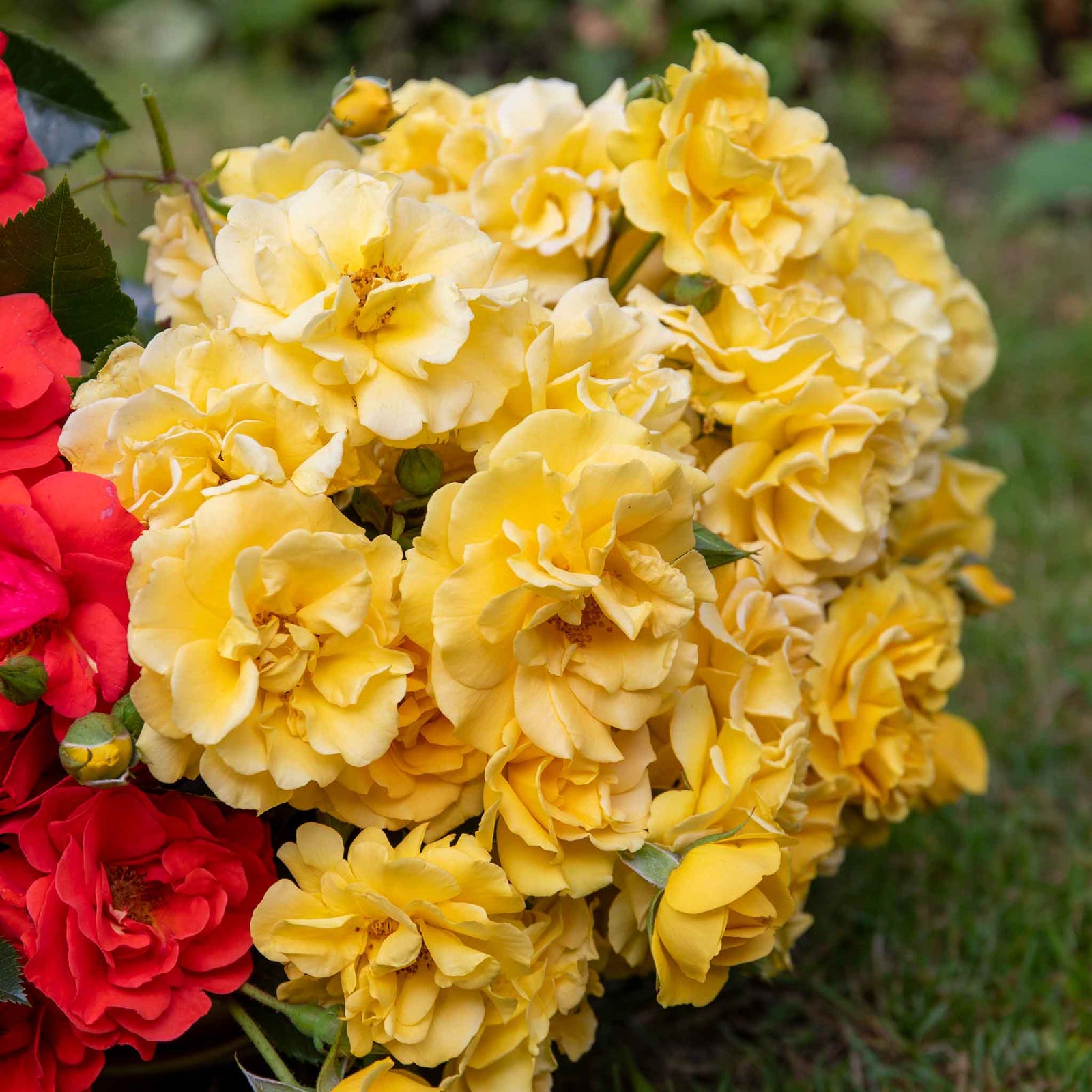 Rose 'precious Gold' Floribunda (golden Yellow, ) | 1 x Bare Root | Yellow