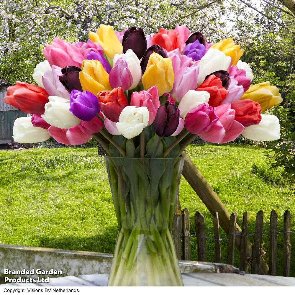 Tulip Miniature Everlasting Mix Bulbs | 8 x Bulbs