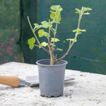 Lavatera Clementii 'barnsley Baby' - Hardy Pink Shrub | 1 x 3L