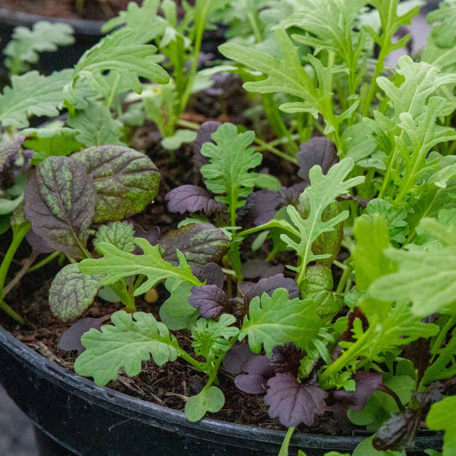 Salad Baby Leaves Oriental Mix | 12 x Plug Plants | Green