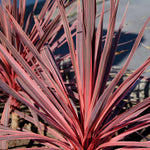 Cordyline 'charlie Boy' - Pink And Burgundy Foliage, Hardy Evergreen | 1 x 3L | Pink