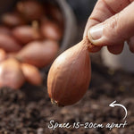 Shallot Sets Jermor (rhs Awarded) | Set of 15