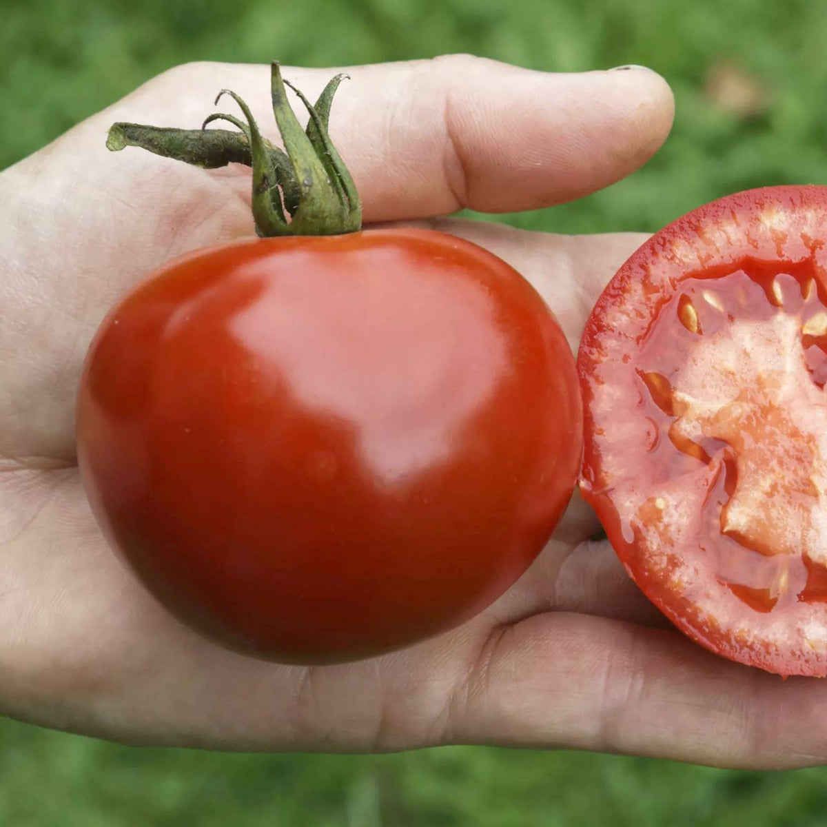 Grafted Blight-resistant Tomato Collection 7cm Plants | Set of 3