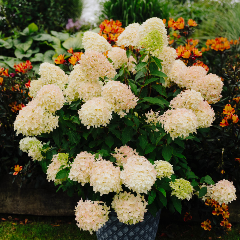 Hydrangea Paniculata Graffiti - Clouds Of Colour - Changing Summer Blooms - Supplied In A 9cm Pot