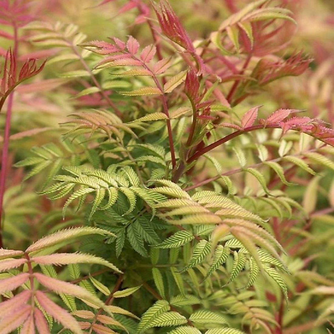 Direct Plants Sorbaria Sorbifolia Sem Golden Garden Shrub