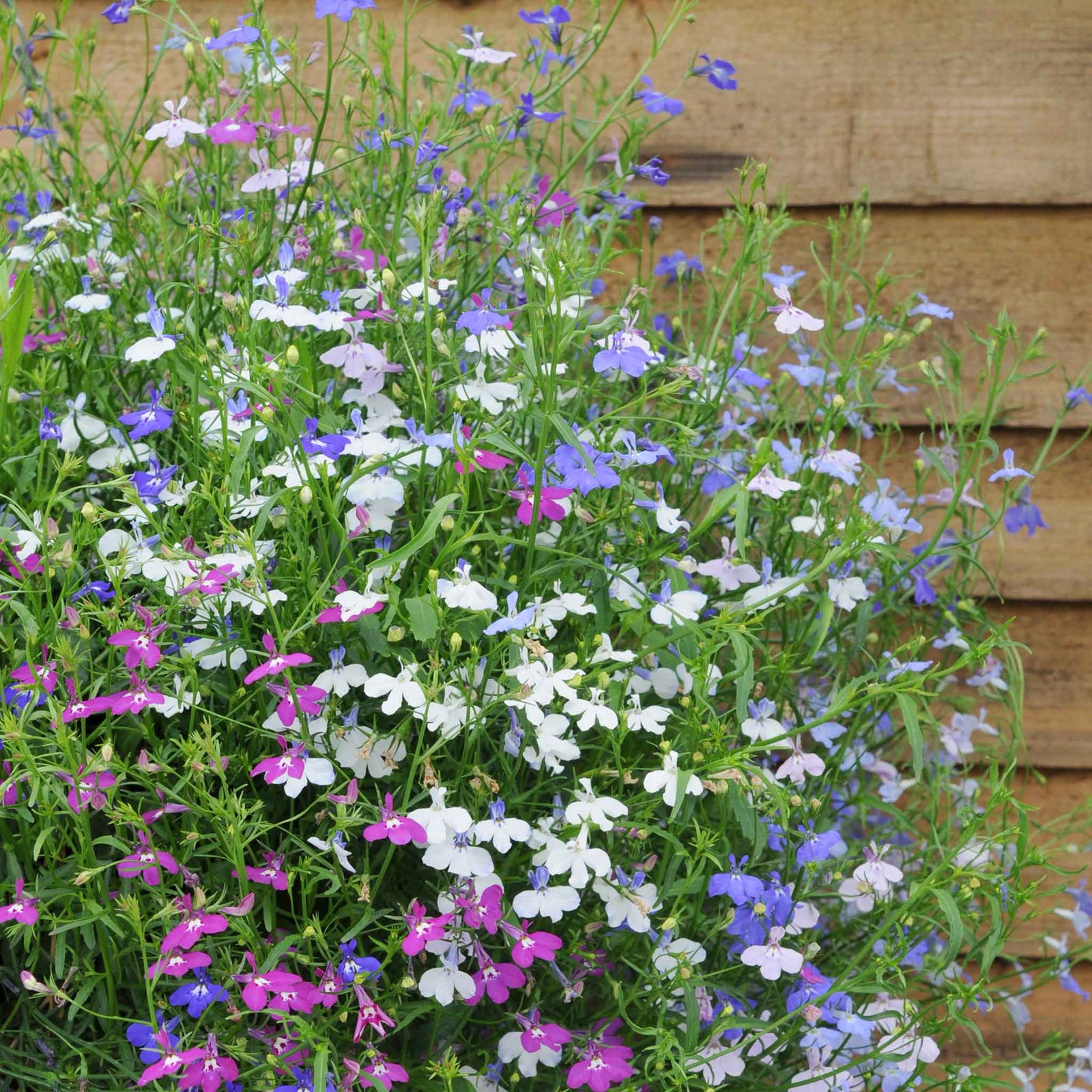 Lobelia Wonderfall Mixed - Trailing Bedding Plant | 20 x Pro Grower Plugs | Multi
