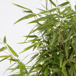 Chinese Fountain Bamboo - 2 Pcs. - Fargesia 'red Dragon' - H50-70cm - ⌀17cm | Set of 2 | Green