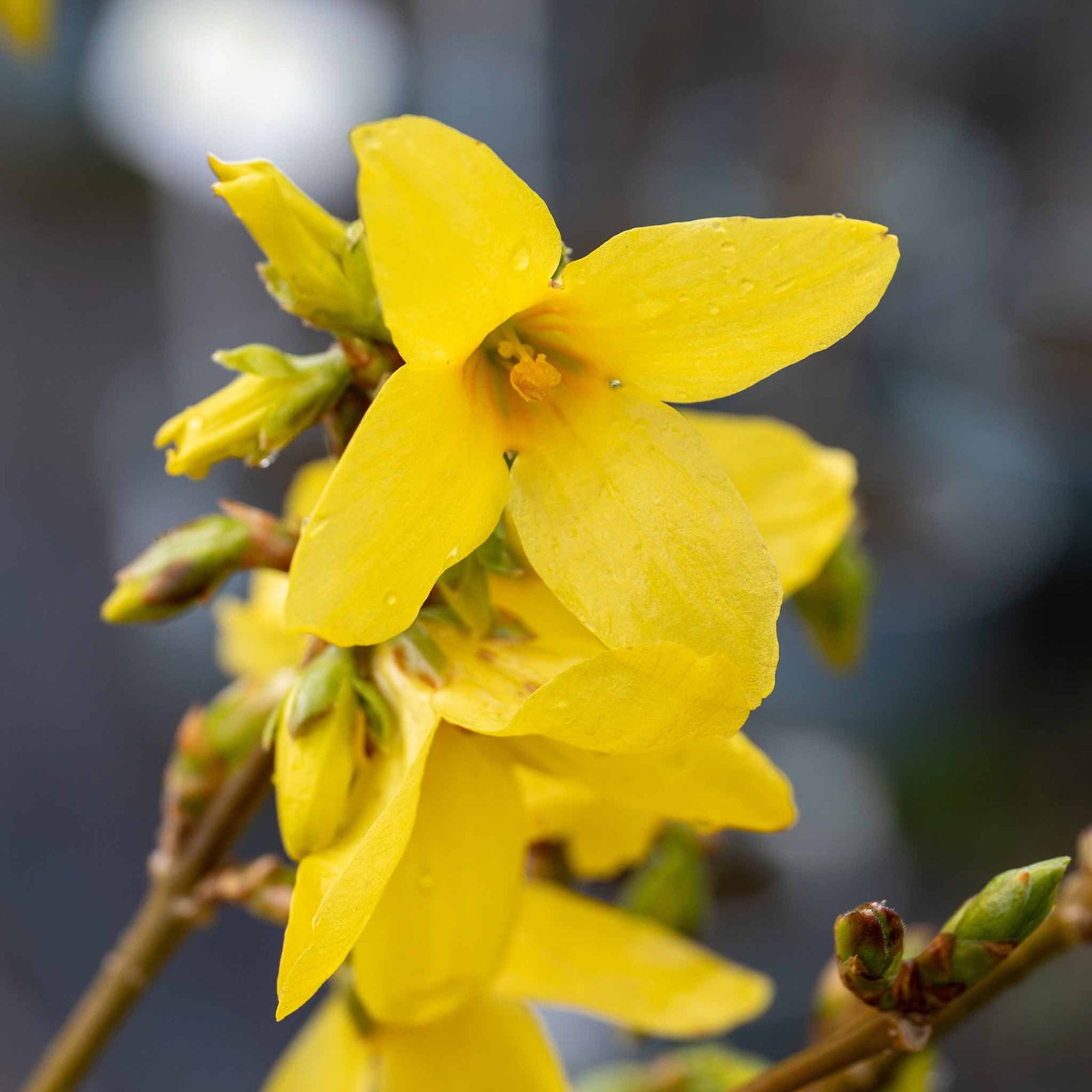 Forsythia X Intermedia 'lynwood Gold' - Golden Spring Shrub | 1 x 3L | Yellow