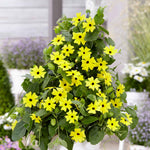 Thunbergia 'yellow' Climbing Plant | 12 x Plug Plants | Yellow