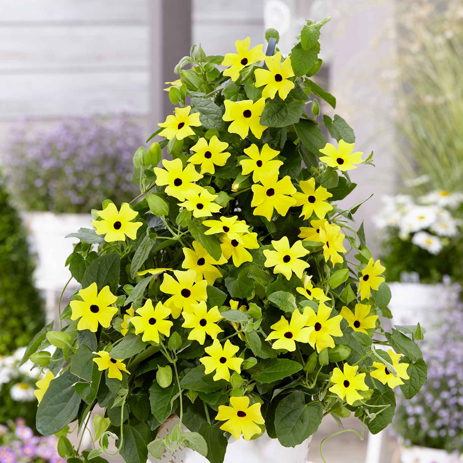 Thunbergia 'yellow' Climbing Plant | 12 x Plug Plants | Yellow