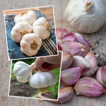 Spring Planting Garlic Duo Pack - Mersley Wight & Solent Wight | Set of 4 | Multi