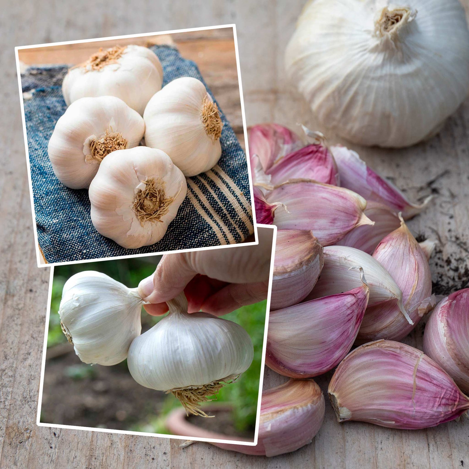 Spring Planting Garlic Duo Pack - Mersley Wight & Solent Wight | Set-of-4 | Multi