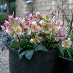 Helleborus 'ice N Roses Rose' Winter-flowering Shade Perennial | 3 x Jumbo Plugs | Multi