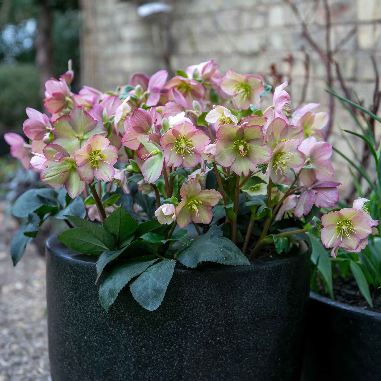 Helleborus 'ice N Roses Rose' Winter-flowering Shade Perennial | 3 x Jumbo Plugs | Multi