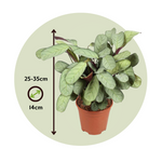 Never Never Plant - 2 Pcs. - Ctenanthe Burle-marxii 'amagris' - H25-35cm - ⌀14cm | Set of 2 | Green