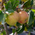 Apple 'pixie' | 1 x Bare Root