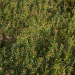 Hayloft Myrtus Communis Subsp. Tarentina - Compact Myrtle - 7cm Pot