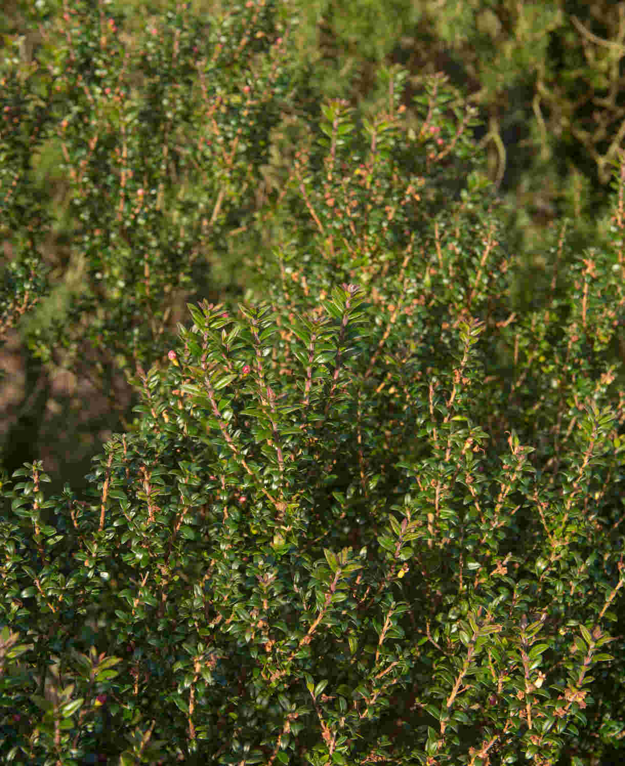 Hayloft Myrtus Communis Subsp. Tarentina - Compact Myrtle - 7cm Pot