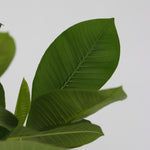 Frangipani - 2 Pcs. - Plumeria Rubra - Height 45-55cm - ⌀17cm | Set-of-2 | Pink