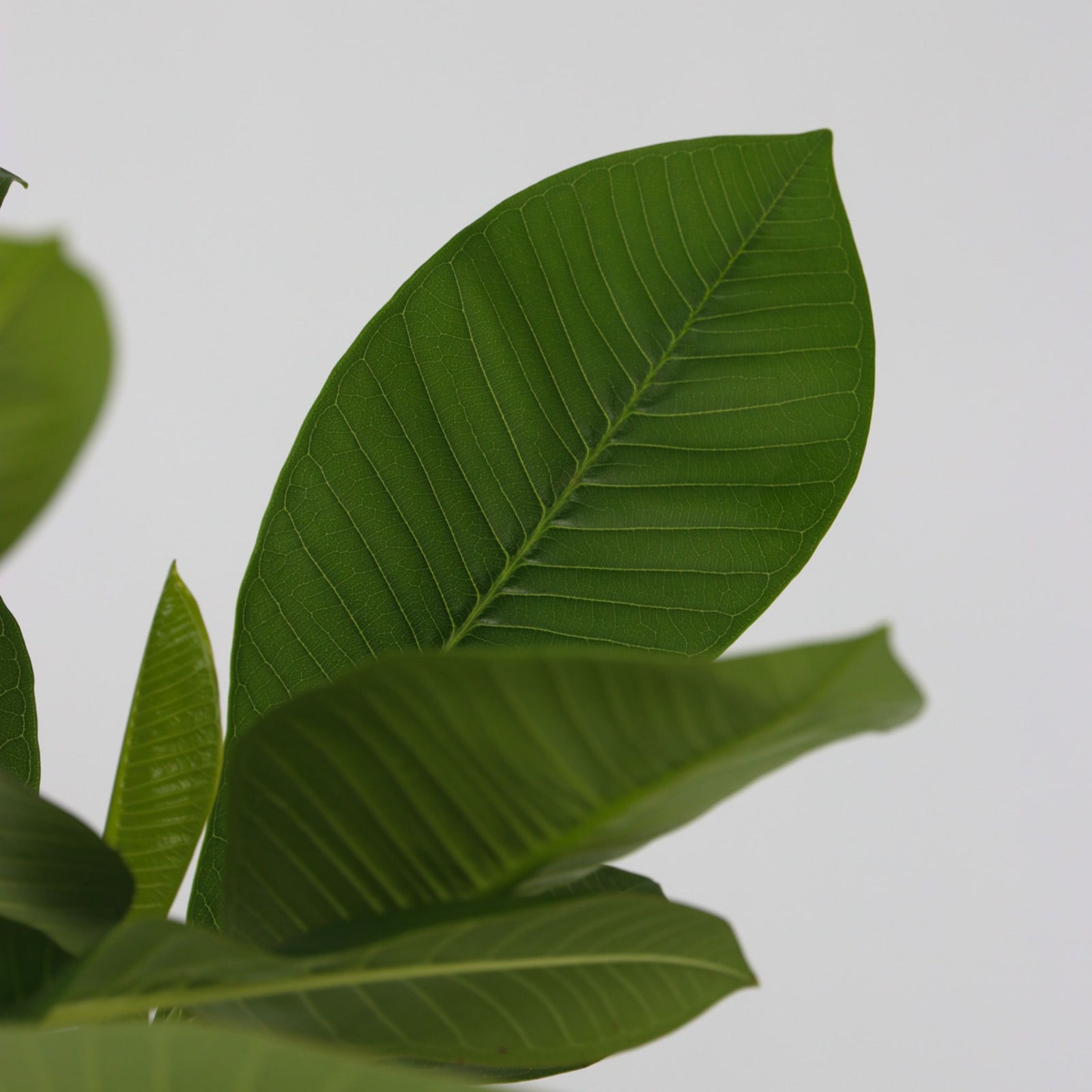 Frangipani - 2 Pcs. - Plumeria Rubra - Height 45-55cm - ⌀17cm | Set-of-2 | Pink