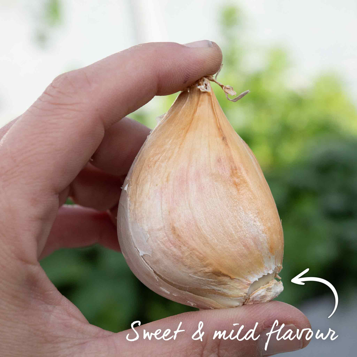 Elephant Garlic - Spring Planting, Mild Large Cloves | Set of 3 | Multi
