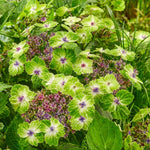 Thompson & Morgan Hydrangea Teller Green Dream Blue - Bicolour Blooms 14cm Pot - Thompson & Morgan
