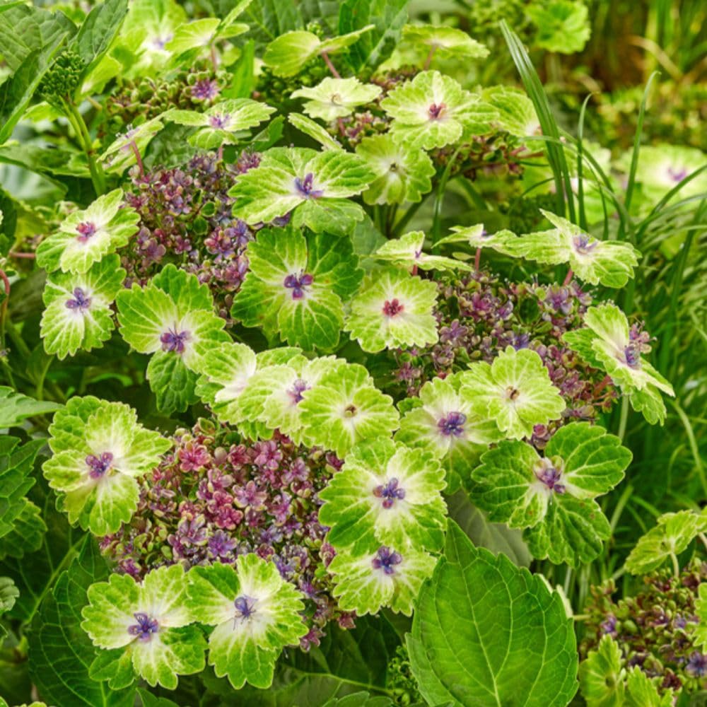 Thompson & Morgan Hydrangea Teller Green Dream Blue - Bicolour Blooms 14cm Pot - Thompson & Morgan