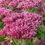 Slug Smart Perennial Collection - 2l Garden Ready Pots. | Set-of-6 | Multi