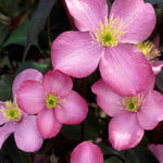 Clematis Montana Freda