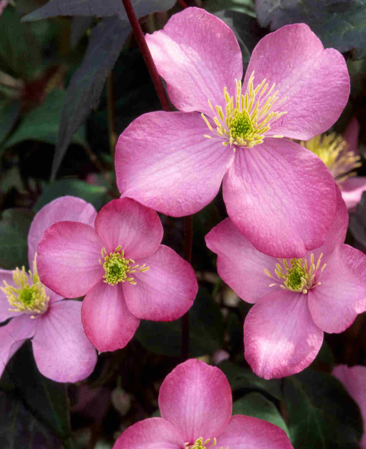 Clematis Montana Freda