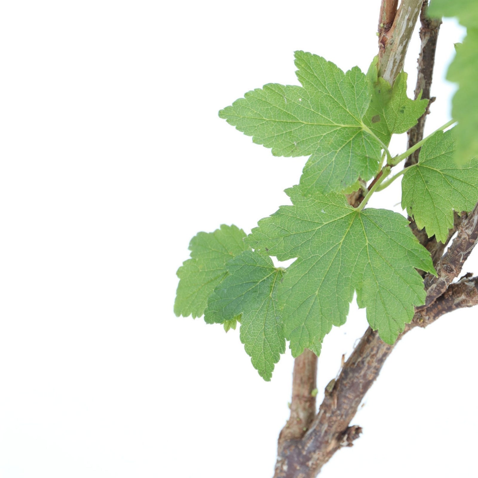 Blackcurrant Plant - Ribes Nigrum 'Titania' - Height 90-100cm - ⌀21cm | Set-of-2 | Green