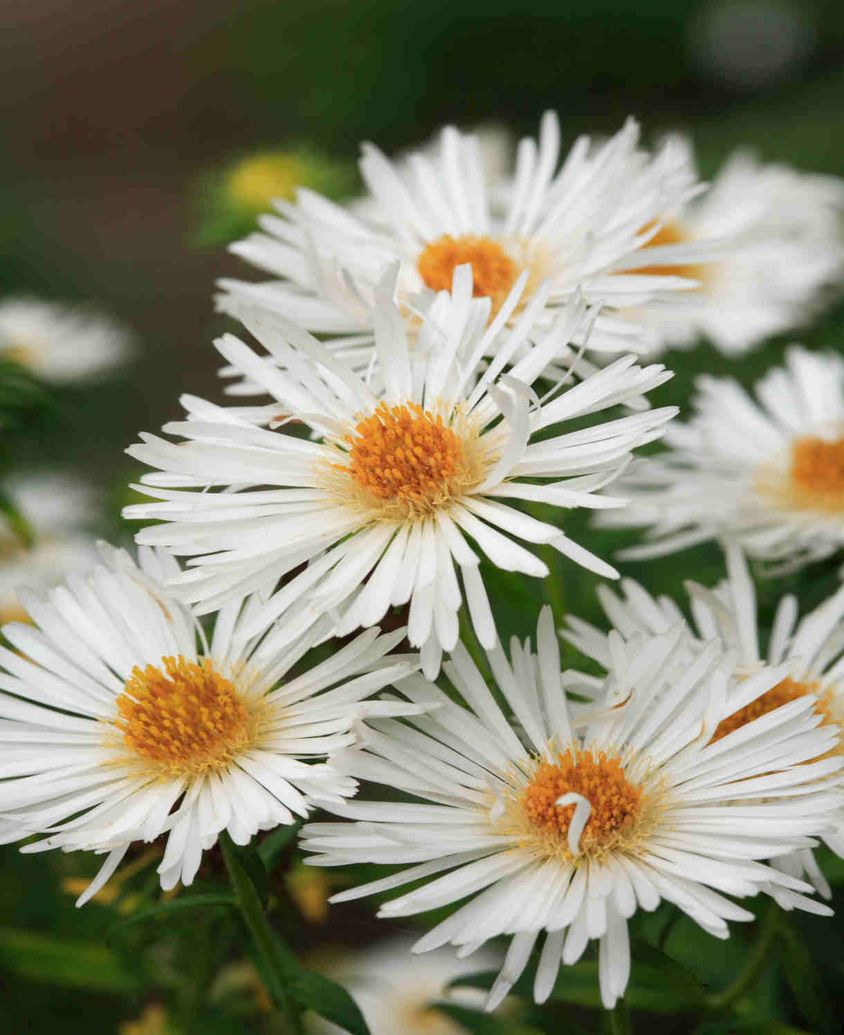 Aster (Symphyotrichum) Novi-belgii Herbstschnee - 9cm pot | 1 x 9cm | White