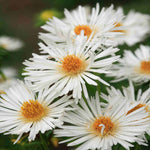 Late-flowering Perennial Collection - 9cm Pots