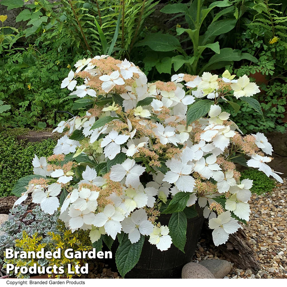 Hydrangea Cloud Nine 9cm Potted Plant | Set of 2