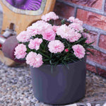 The Dianthus Romance Collection - Plug Plants | Set of 15 | Multi
