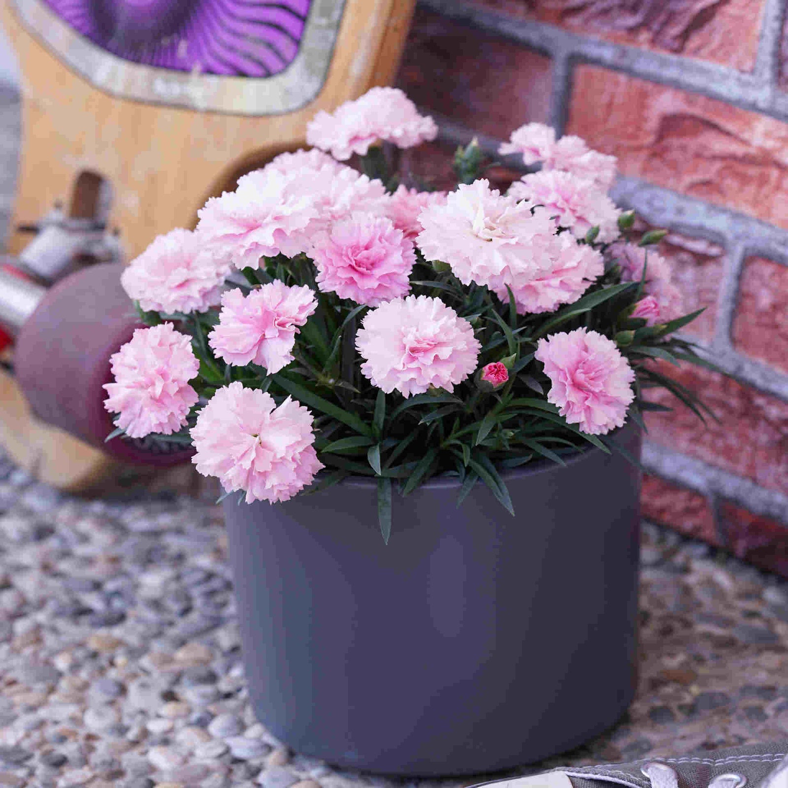 The Dianthus Romance Collection - Plug Plants | Set-of-9 | Multi