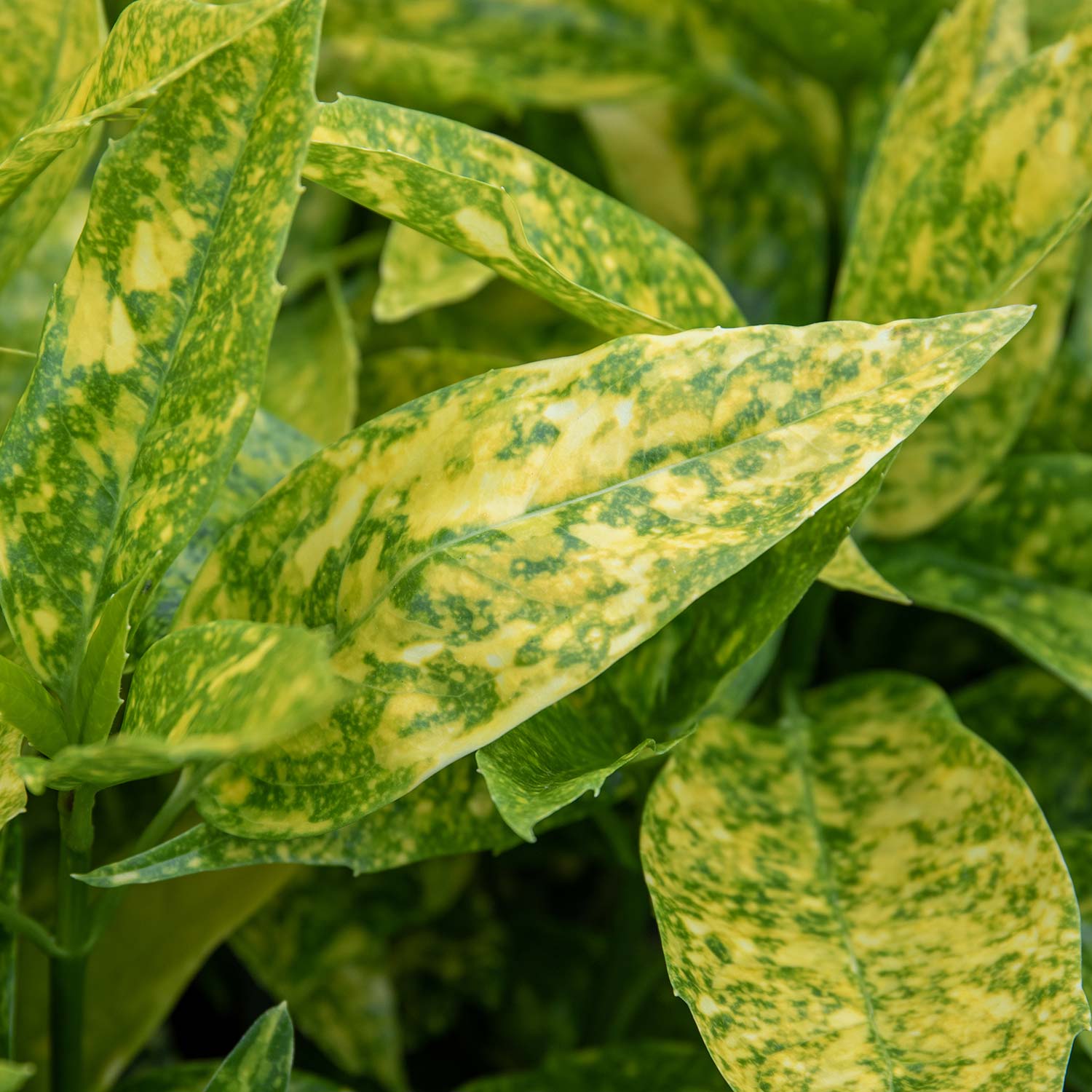 Aucuba Japonica 'golden Girl' Compact Shade-tolerant Evergreen Plant | 3 x 9cm | Lime Green