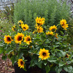 Sunflower 'sunbelievable Brown Eyed Girl' Compact Seedless Patio Variety Plug Plant | Set of 1 | Yellow