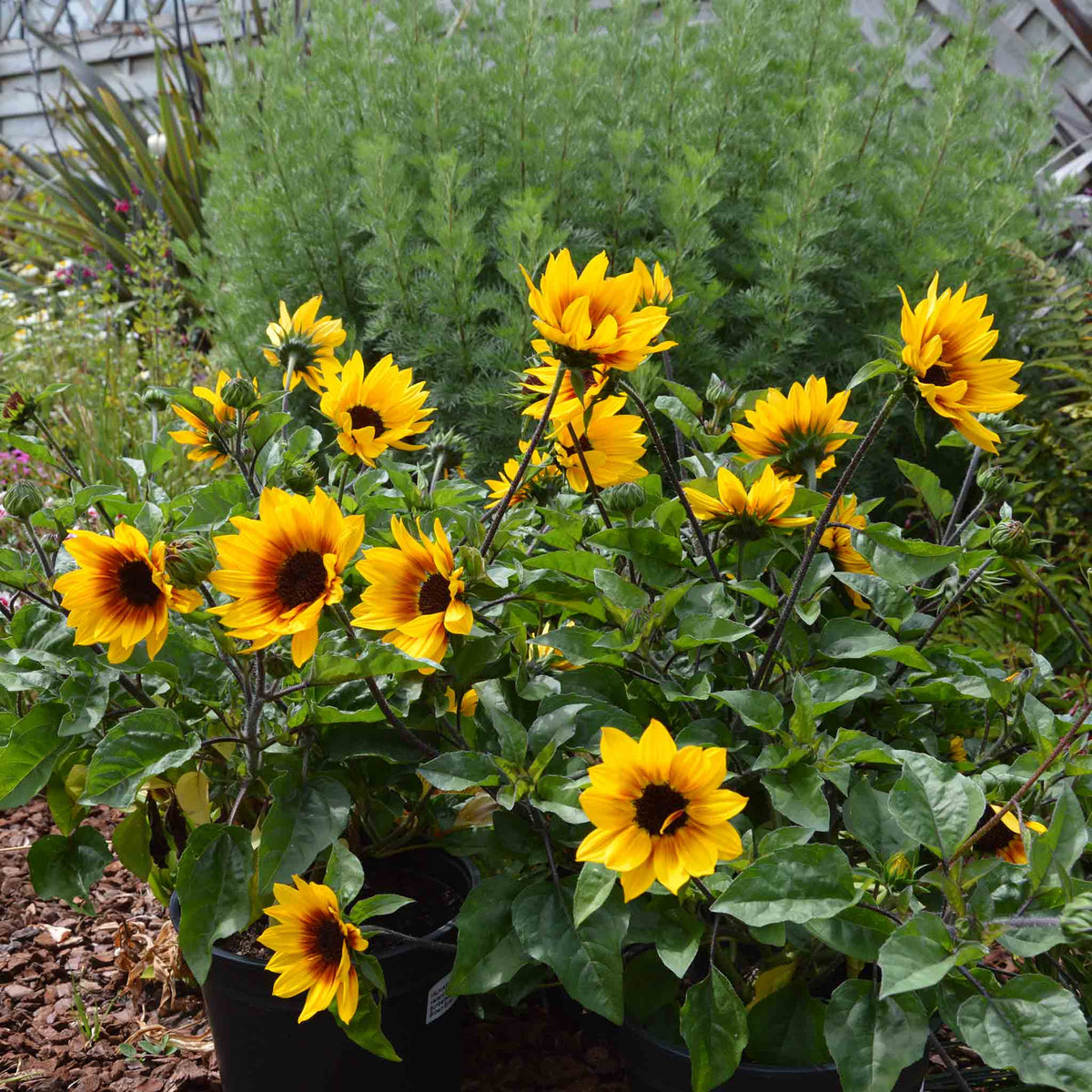 Sunflower 'sunbelievable Brown Eyed Girl' Compact Seedless Patio Variety Plug Plant | Set of 1 | Yellow