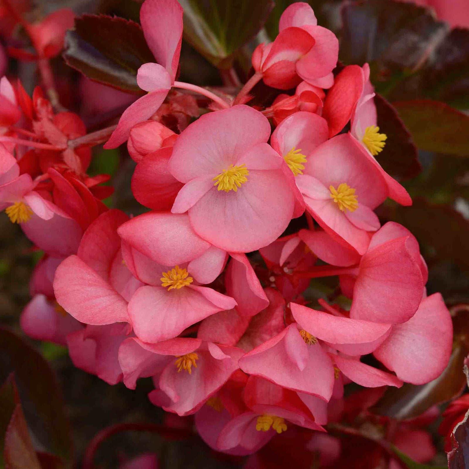 Begonia 'megawatt Rose With Bronze Leaf' - Long-flowering Bedding Plant | 12 x Plug Plants | Multi