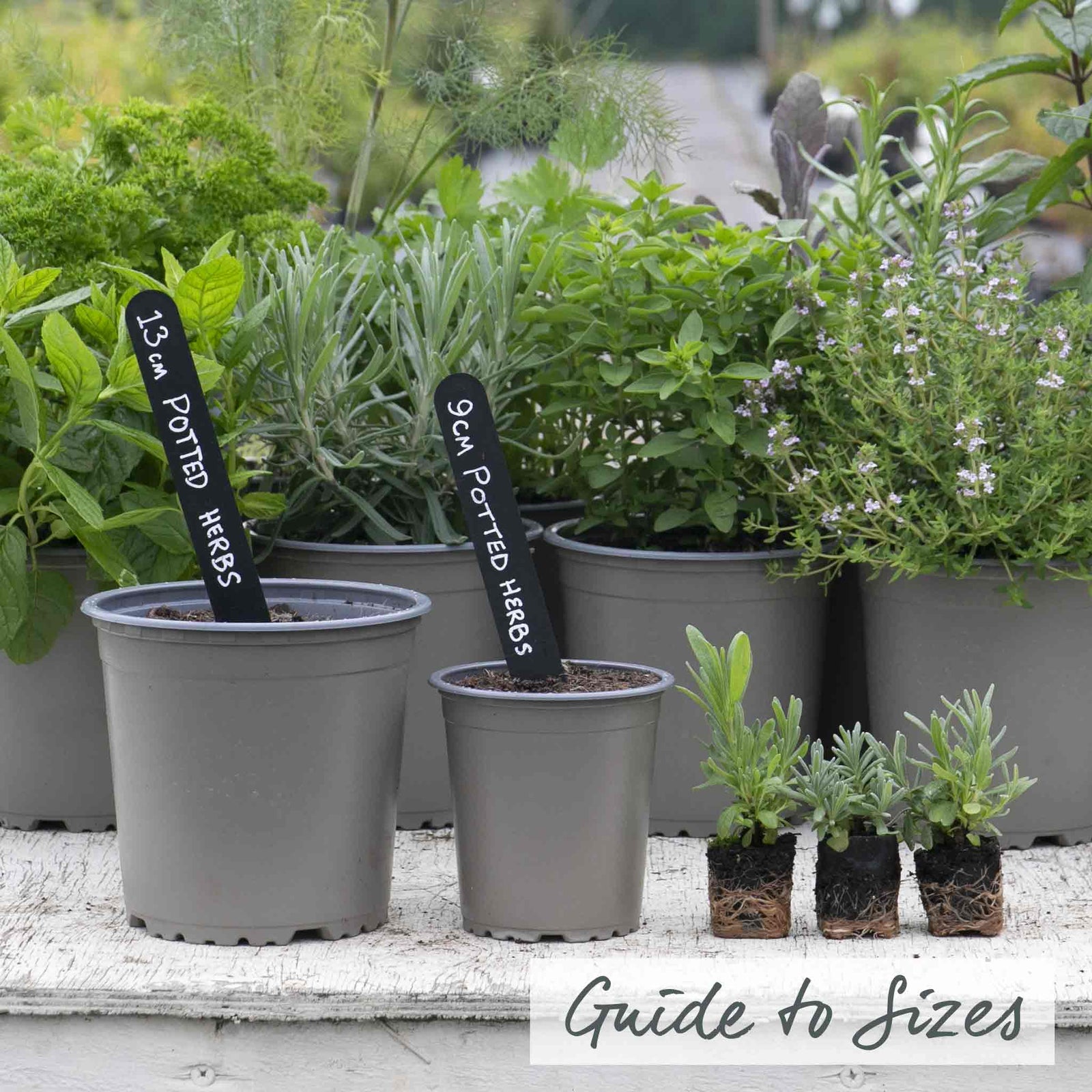 Lavender 'munstead' (3 Plants) - Dwarf Aromatic, 45cm | 3 x 1L