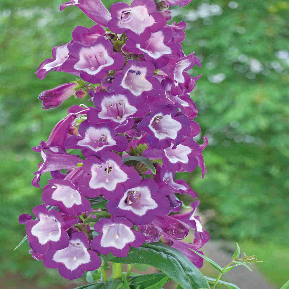 Penstemon Nursery Favourite Collection - 3 In 1l Pots