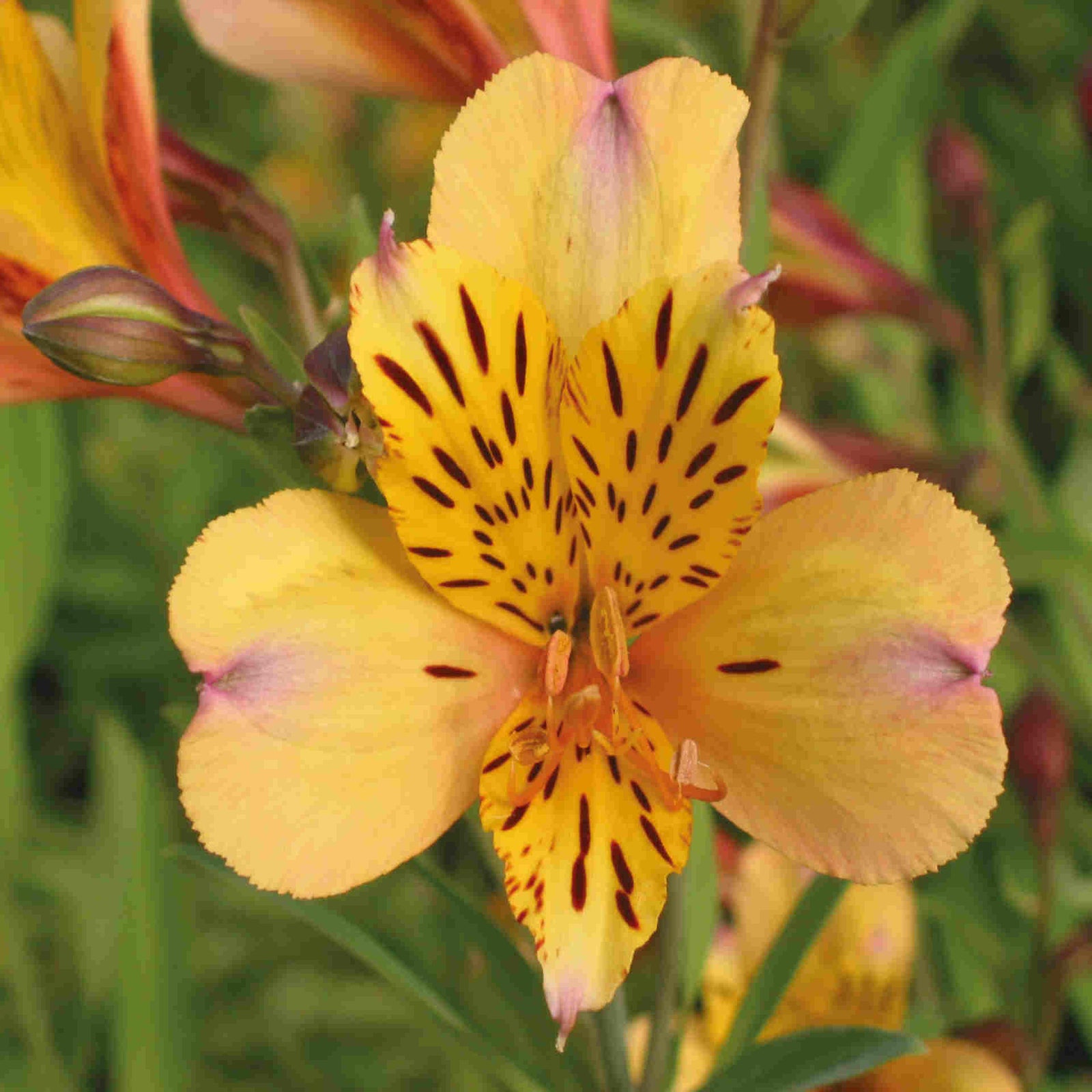 Alstroemeria Duc D'anjou 'Nicolas' - 9cm Pots | 3 x 9cm | Yellow