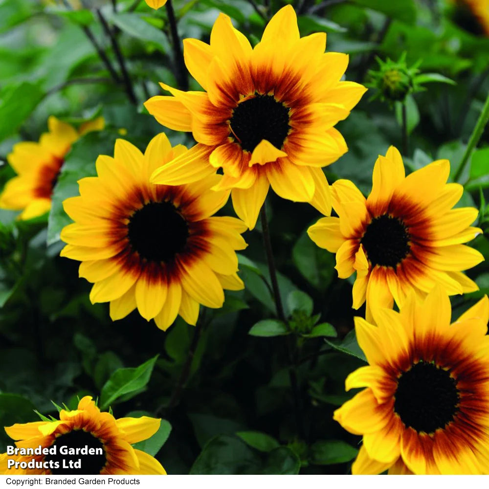 Thompson & Morgan Sunflower Sunbelievable Brown Eyed Girl 9cm Pot X 2