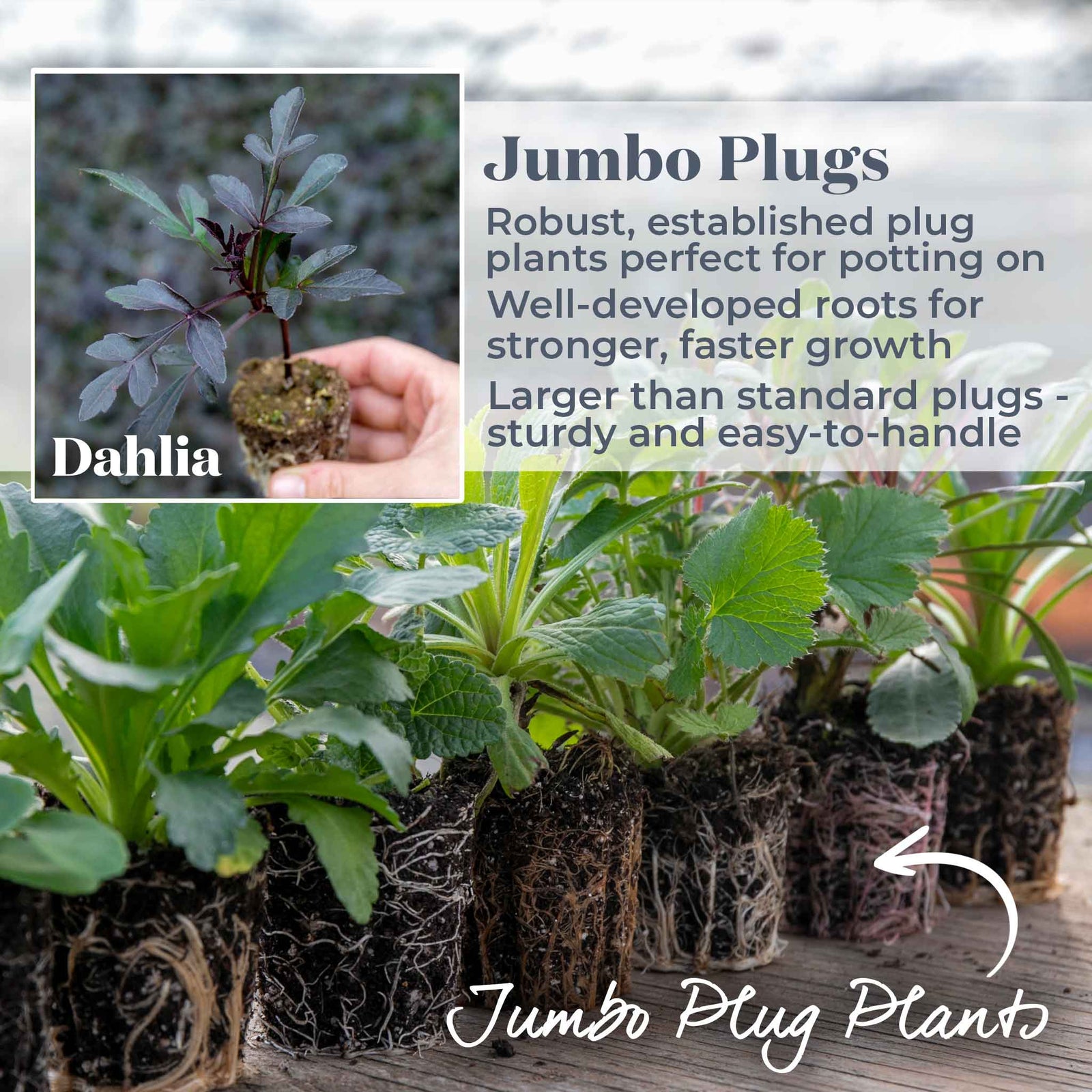 Dahlia 'mystic Wizard' - Magenta Single Flowers, Mahogany Foliage | 6 x Jumbo Plugs