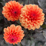 Dahlia 'ellen Huston' | 1 x Bulb | Red