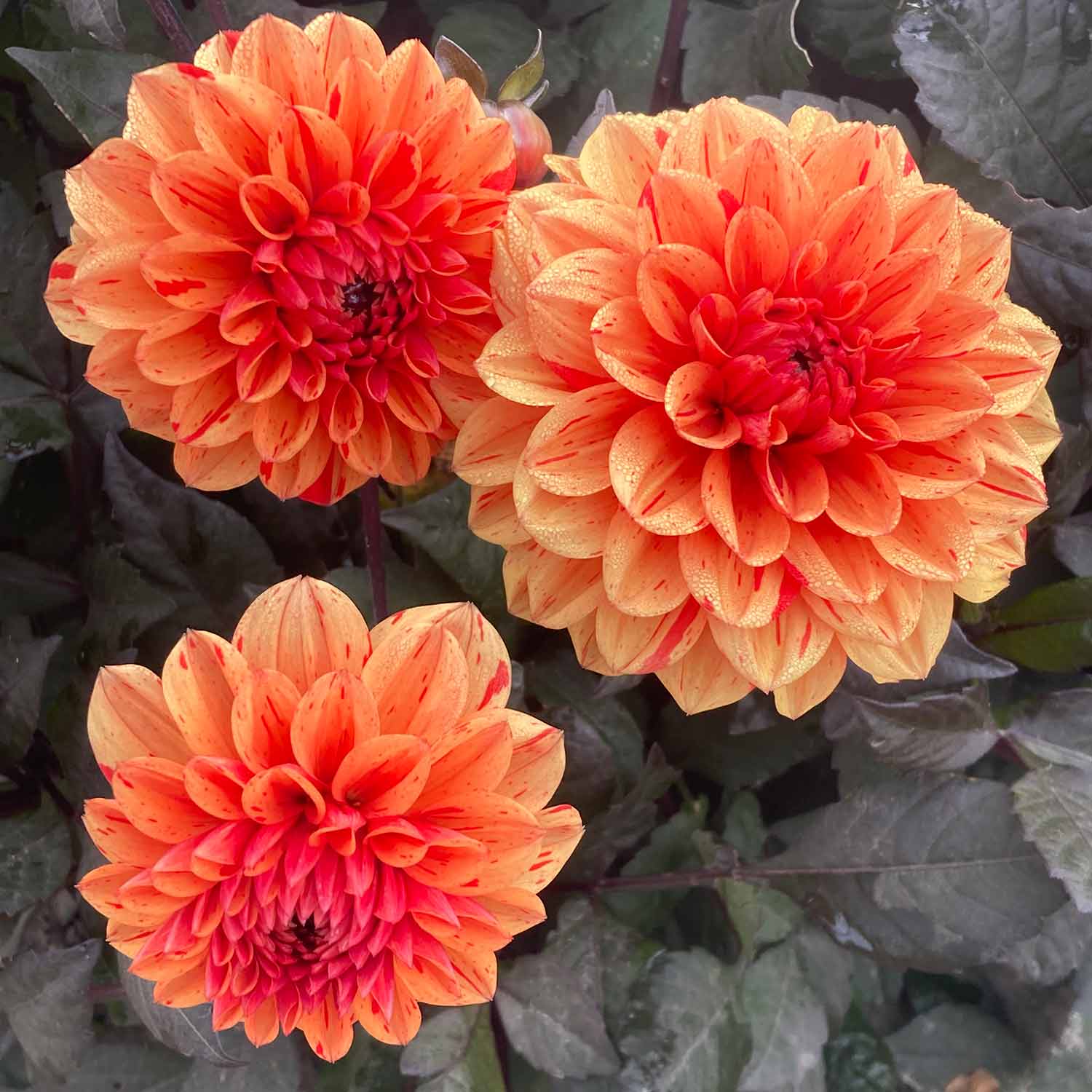 Dahlia 'ellen Huston' | 1 x Bulb | Red
