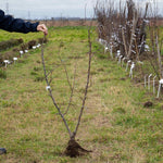 Apple Twin Tree Braeburn & Idared (m26 Semi-dwarf) | 1 x Bare Root | Multi