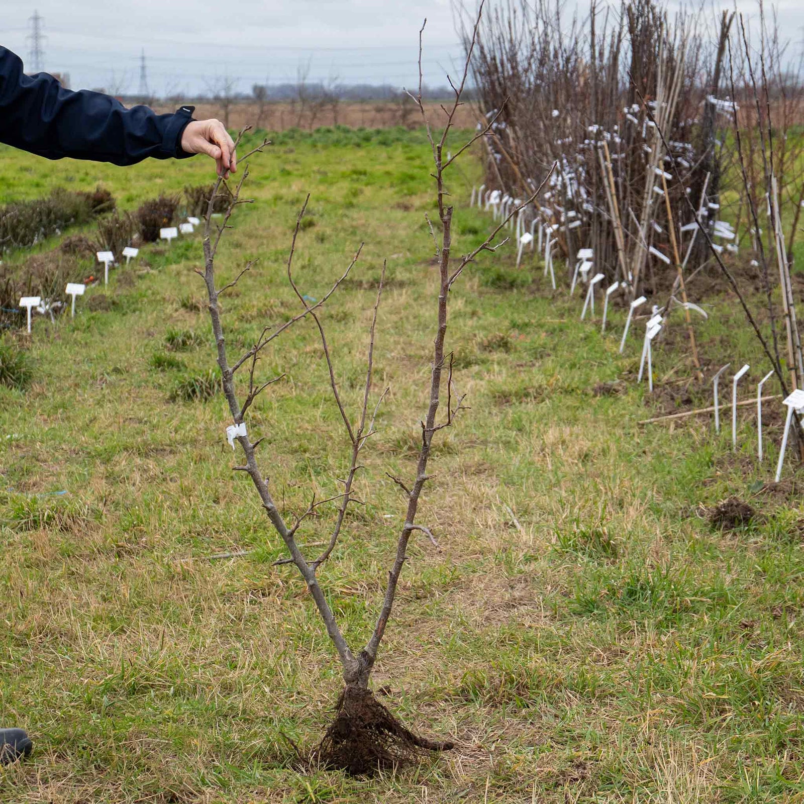 Apple Twin Tree Braeburn & Idared (m26 Semi-dwarf) | 1 x Bare Root | Multi