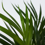 Areca Palm 'golden Cane' - 2 Pcs. - Dypsis Lutescens - Height 60-70cm - ⌀17cm | Set of 2 | Green